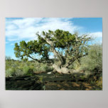 Juniper in Lava Posters