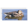 Just a Duck Rack Card