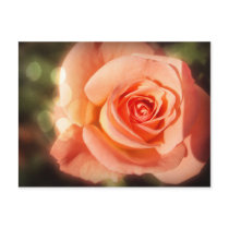 Just a rose