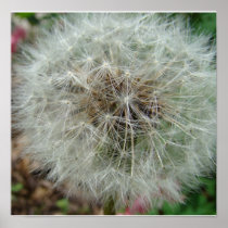 Just Dandy square poster