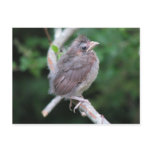 Just Fledged Postcard