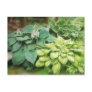 Just One More Hosta! Post Card
