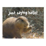 Just saying hello! Prairie Dog Postcard
