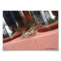 Juvenile Lizard Print Art Photo