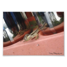 Juvenile Lizard Print Art Photo