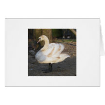 Juvenile Mute Swan Cobb Greeting Cards