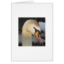 Juvenile Mute Swan Penn Greeting Card