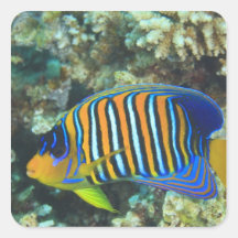 Juvenile Regal Angelfish Pygoplites Sticker