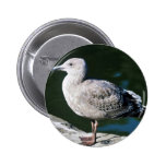 Juvenile Western Gull Pins