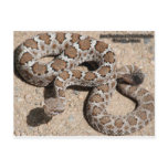 Juvenille Black Rattlesnake Postcard