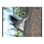 Kaibab Squirrel (Sciurus aberti kaibabensis) Post Card