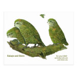 kakapo and chicks post card