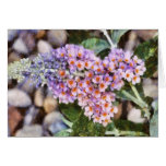 Kaleidoscope Butterfly Bush-Notecard