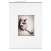 Kali reposant II Carte De Vœux