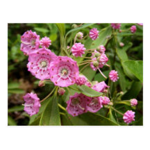 Kalmia 104 ~ Postcard