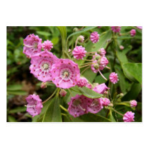 Kalmia ~ ATC Business Card