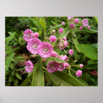 Kalmia ~ print