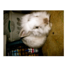 kandinsky bunny post card