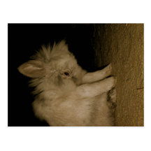 kandinsky bunny post cards