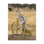 Kangaro On Wheels postcards