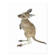 Kangaroo and Animal Peace Sign Postcard