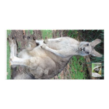 Kangaroo and Joey Picture Card