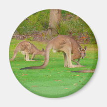kangaroo fam magnets