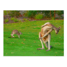 kangaroo family postcards