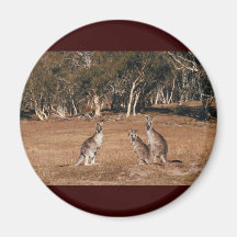 Kangaroo Fridge Magnets