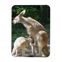 Kangaroo Joey  Magnet