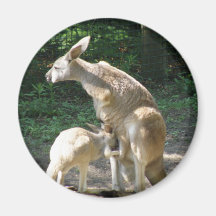 Kangaroo Joey  Magnet