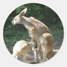 Kangaroo Joey  Stickers