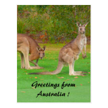 kangaroo post card