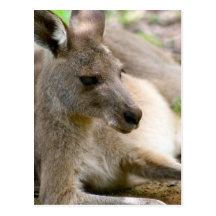 Kangaroo Post Cards