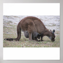 Kangaroo Posters