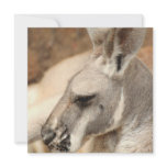 Kangaroo Profile Invitations