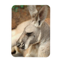 Kangaroo Profile Premium Magnet
