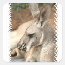 Kangaroo Profile  Stickers
