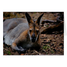kangaroo roo marsupial australian animal card