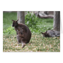 Kangaroos Cards