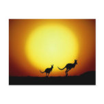 Kangaroos in the Australian Outback Postcard