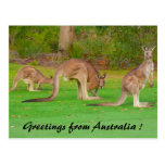 kangaroos postcards