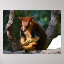 Kangourou d'arbre de Goodfellows Posters