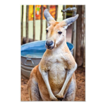 Kangourou mignon photos sur toile