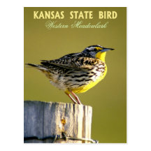 Kansas State Bird - Western Meadowlark Post Cards