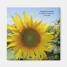 Kansas Sunflower Fridge Magnet