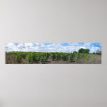 Kansas Sunflowers Posters