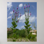 Kansas Wildflowers Print