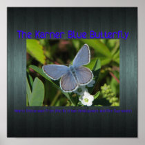 karner blue print