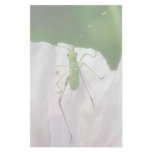 Katydid Nymph - Scudderia Furcata Stationery